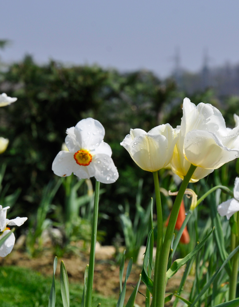 PROGETTAZIONE-GIARDINI